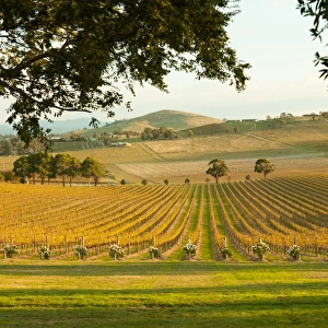 Vineyards at sunset
