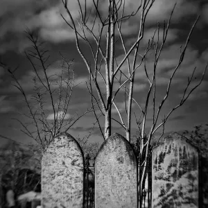 Visualize Fear - Old gravestones amongst trees