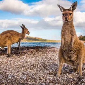 Wallabies of Lucky Bay Wallabies of Lucky Bay