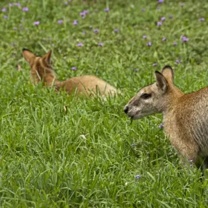 Wallaby feeding Wallaby feeding