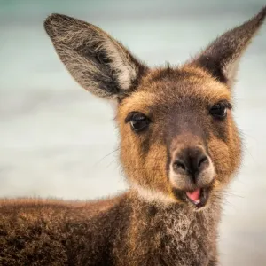 Wallaby at Lucky Wallaby Wallaby at Lucky Wallaby