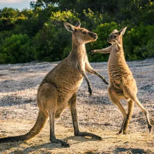 Wallaby at Lucky Wallaby Wallaby at Lucky Wallaby