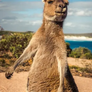Wallaby at Lucky Wallaby Wallaby at Lucky Wallaby