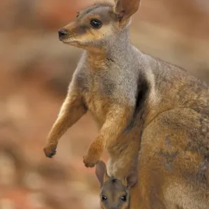 Wallaby Mother with Joey in Pouch Print Wallaby Mother with Joey in Pouch Print