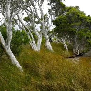 Walpole Trees