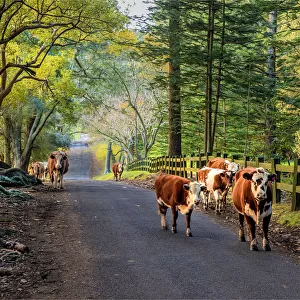 Wandering cattle