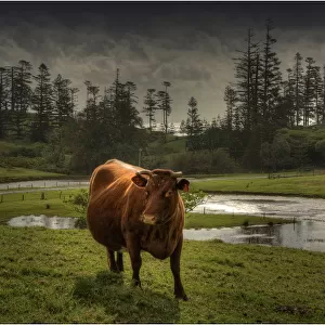 Wandering cow