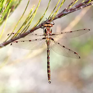 A Wandering Percher Dragonfly on a She-Oak Branch