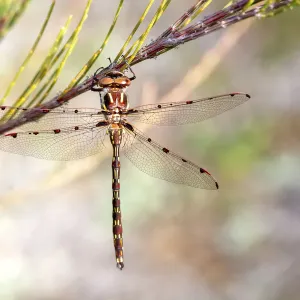A Wandering Percher Dragonfly on a She-Oak Branch A Wandering Percher Dragonfly on a She-Oak Branch