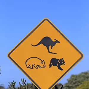 Warning sign, koala, wombat, kangaroo, Victoria, Australia
