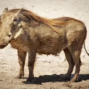 Warthog Print, Chobe National Park