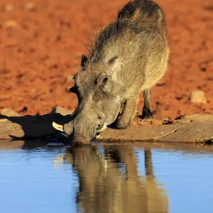 Warthog Warthog