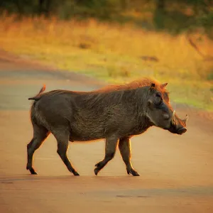 Warthog, Kruger National Park, South Africa