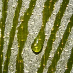 Water Drop Rolling down a Tree