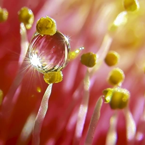 Water droplet on stamens