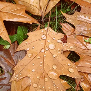 Water droplets on autumn leaf