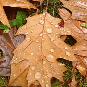 Water droplets on autumn leaf