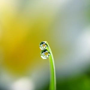 Water droplets on Grass blade