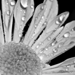Water drops on a petal producing a graphic image in black and white