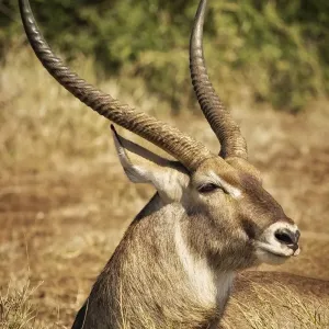 Male Waterbuck Print, Kruger National Park