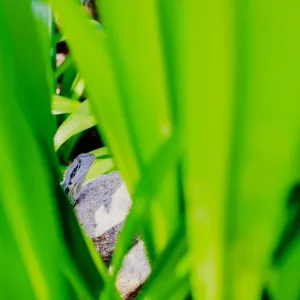 Waterdragon hiding among tropical bush leaves Waterdragon hiding among tropical bush leaves