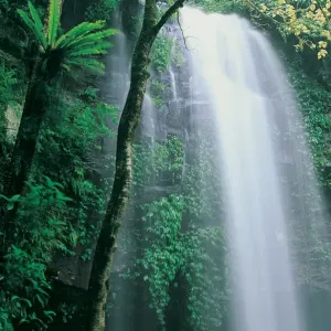 Waterfall Print in Dorrigo National Park, New South Wales