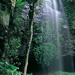 Waterfall in rainforest, Dorrigo National Park, New South Wales, Australia