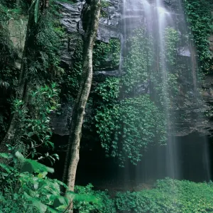 Waterfall in rainforest, Dorrigo National Park, New South Wales, Australia