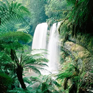 Waterfall and tree ferns (Dicksonia antarctica)