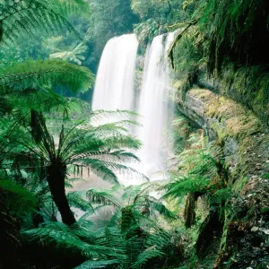 Waterfall and tree ferns (Dicksonia antarctica) Waterfall and tree ferns (Dicksonia antarctica)