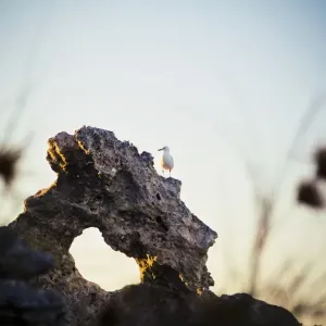 Waterfowl on rock Waterfowl on rock