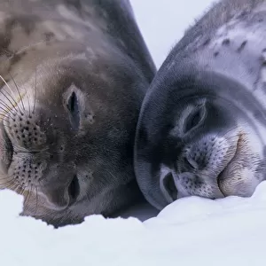 Weddell Seal (Leptoychotes weddellii) and juvenile on sea ice