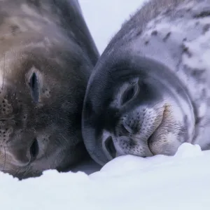 Weddell Seal (Leptoychotes weddellii) and juvenile on sea ice