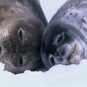 Weddell Seal (Leptoychotes weddellii) and juvenile on sea ice Weddell Seal (Leptoychotes weddellii) and juvenile on sea ice