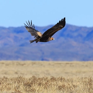 Wedge tail eagle. Arkaroola. South Australia