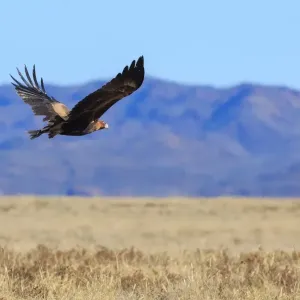 Flinders Ranges
