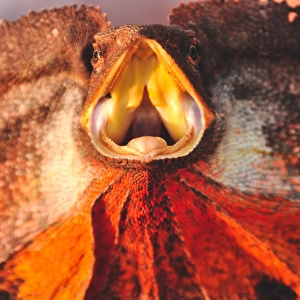 Western Australian frill necked lizard