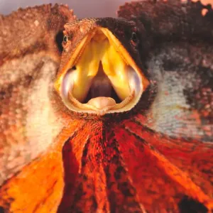Western Australian frill necked lizard Western Australian frill necked lizard
