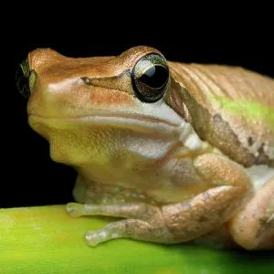 Western Australian slender tree frog resting on stem against black background Western Australian slender tree frog resting on stem against black background
