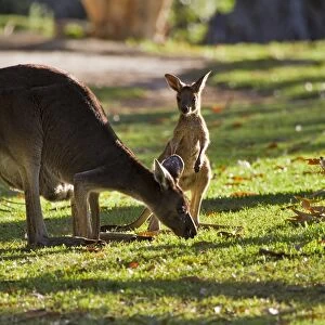Western Australia (WA) Framed Print Collection: Animals