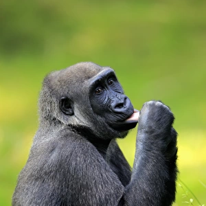 Western Lowland Gorilla, (Gorilla gorilla gorilla)