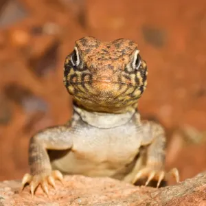 Western Netted Dragon
