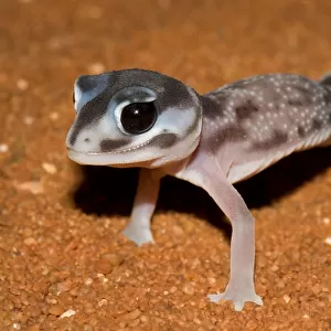 Western smooth knobtail gecko (Nephrurus levis)
