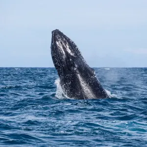 Whale Playing and Splashing in the Ocean Whale Playing and Splashing in the Ocean