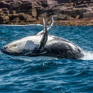 Whale Playing and Splashing in the Ocean Whale Playing and Splashing in the Ocean