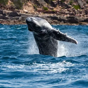 Whale Playing Print - Merimbula Ocean Scene