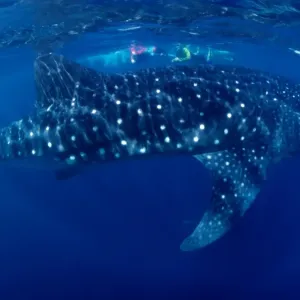 Whale Shark Whale Shark