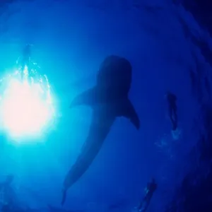 Whale Shark Whale Shark
