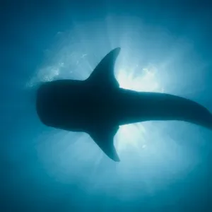 Whale Shark Sunburst Print
