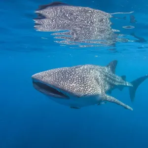 Ningaloo Reef Whale Shark Reflection Print